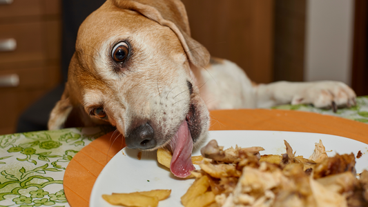 8 Dog Safe BBQ Foods to Share With Your Pup This Summer