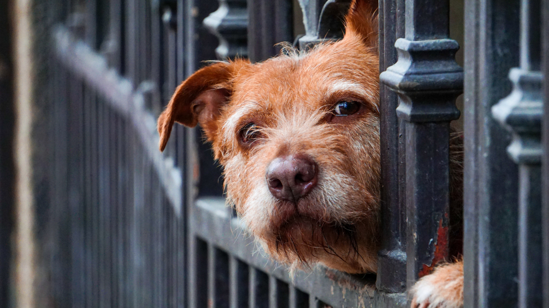 Shelter Won’t Give My Dog Back: Oak Lawn Pet Owners Demand Change