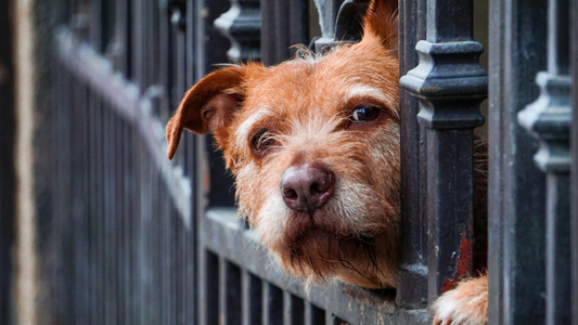 Shelter Won’t Give My Dog Back: Oak Lawn Pet Owners Demand Change